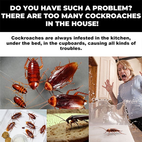 Cockroach Bait Station