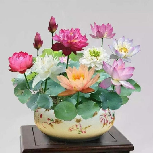 Premium Lotus Flower Seeds