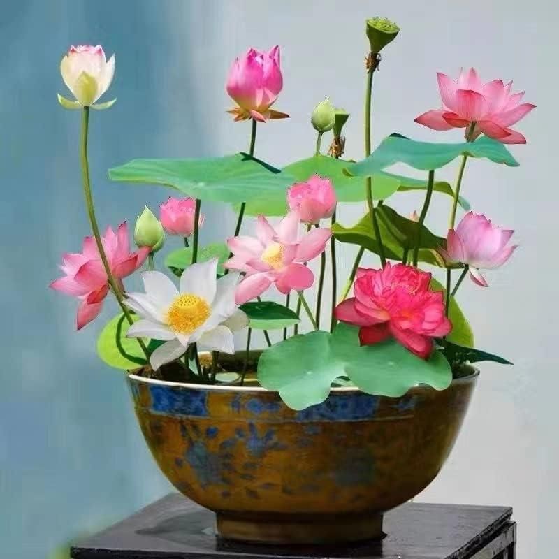 Premium Lotus Flower Seeds