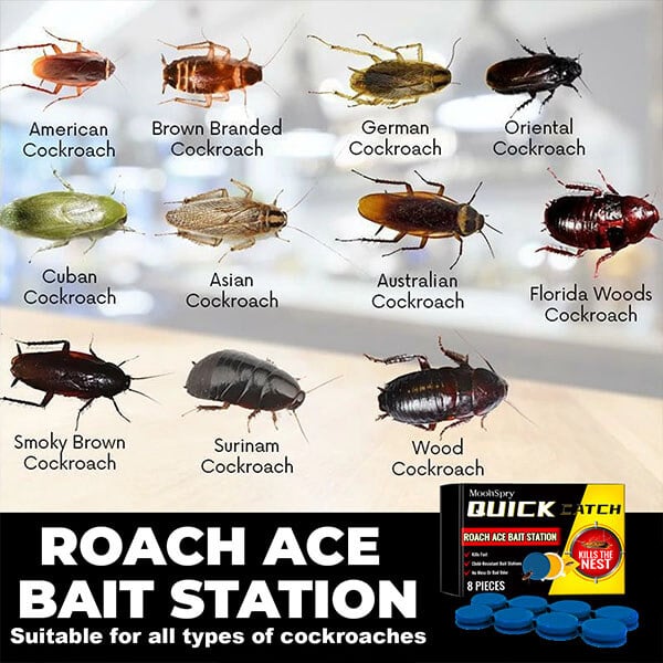 Cockroach Bait Station